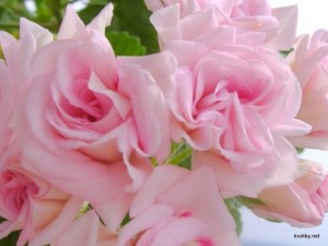 Зональная пеларгония из группы розебудных сортов – Millfield Rose