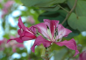 Bauhinia-Purpurea
