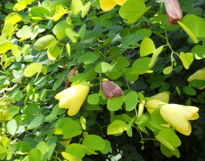 bauhinia-tomentosa-yellow-orchid-