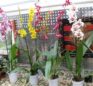 подвязка орхидей