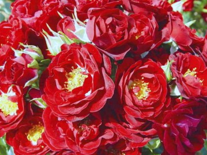 Полиантовые розы п