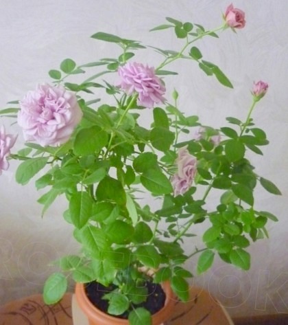 Роза китайская или бенгальская 133509