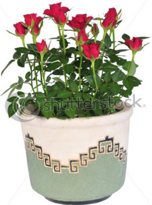 Розы серии Party -of-beautiful-red-rose-flowers-82374694 - копия