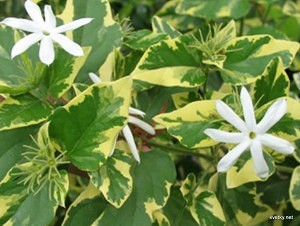 жасмин  самбак вариация с пестрыми листьями