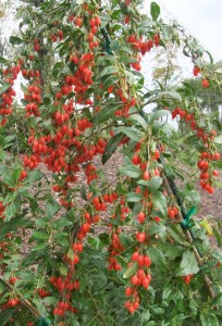 LYCIUM barbarum 'Sweet Lifeberry' 33