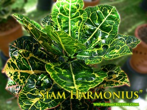 Siam Harmonius