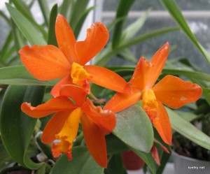 орхидея IMG_0119 м